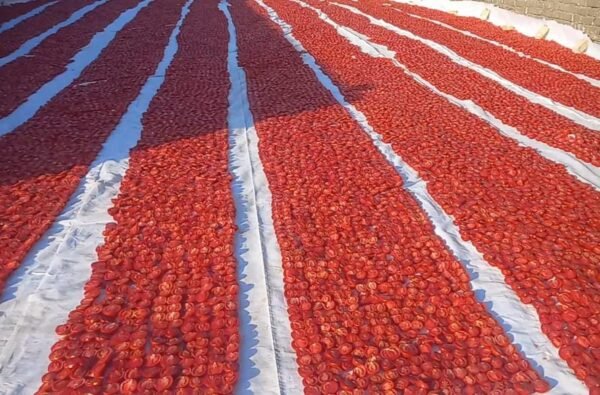 طماطم مجففه بالشمس Sun dried tomatoes