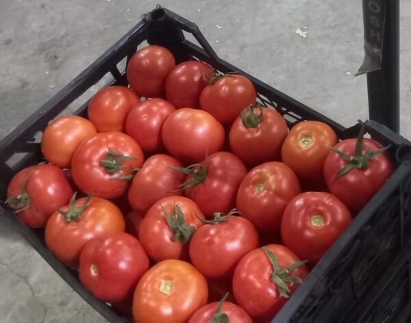 طماطم مجففه بالشمس Sun dried tomatoes - Image 4