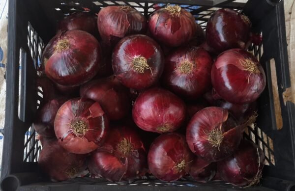 بصل احمر Red onion